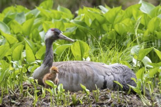 Crane (gurs grus) in nest with chicks, Feldberger Seenlandschaft, Mecklenburg-Vorpommern, Germany