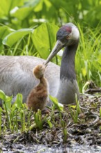 Crane (gurs grus) in nest with chicks, Feldberger Seenlandschaft, Mecklenburg-Vorpommern, Germany