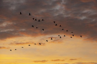 Migrating cranes (grus grus) in front of the evening sky, Oldenburger Münsterland, Goldenstedt,