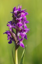 Early purple orchid (Orchis mascula), orchid, wet meadow, Aschen, Lower Saxony, Germany