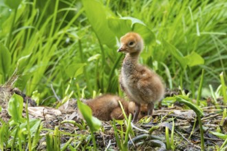 Chicks of a crane (gurs grus) in the nest, Feldberger Seenlandschaft, Mecklenburg-Vorpommern,