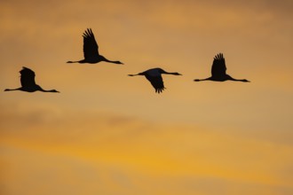 Migrating cranes (grus grus) in front of the evening sky, Goldenstedter Moor, Goldenstedt, Lower