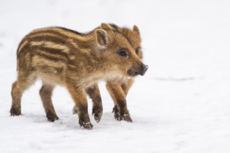 Wild boar (Sus scrofa) in the snow, fresh boar, Melle, Lower Saxony, Germany