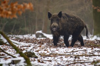 Wild boar (Sus scrofa) in the snow, wild boar, Melle, Lower Saxony, Germany