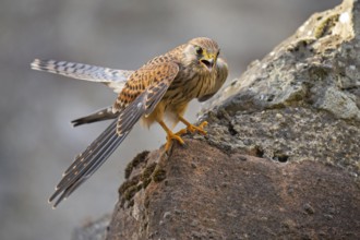 Kestrel (Falco tinnunculus), Gerolstein, Rhineland-Palatinate, Germany
