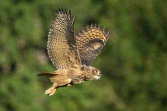 Eurasian Eagle-owl (bubo bubo) flying, Gerolstein, Rhineland-Palatinate, Germany