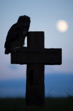 Eurasian Eagle-owl (bubo bubo) sitting on a cross under a full moon, Gerolstein,