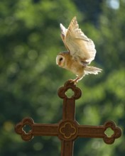 Flying barn owl (Tyto alba), Gerolstein, Rhineland-Palatinate, Germany