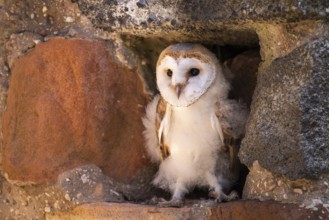 Juvenile barn owl (Tyto alba), Gerolstein, Rhineland-Palatinate, Germany