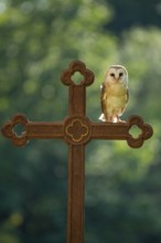 Barn owl (Tyto alba) sitting on a cross, Gerolstein, Rhineland-Palatinate, Germany