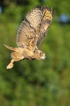 Eurasian Eagle-owl (bubo bubo) flying, Gerolstein, Rhineland-Palatinate, Germany