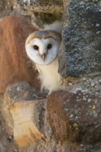 Juvenile barn owl (Tyto alba), Gerolstein, Rhineland-Palatinate, Germany