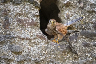 Kestrel (Falco tinnunculus), Gerolstein, Rhineland-Palatinate, Germany