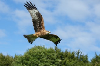 Red kite (Milvus milvus) flying, Gerolstein, Rhineland-Palatinate, Germany