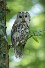 Tawny owl (Strix aluco) sitting on a branch in the forest, Vechta, Lower Saxony, Germany