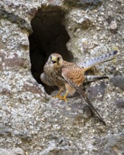 Kestrel (Falco tinnunculus), Gerolstein, Rhineland-Palatinate, Germany