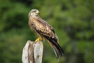 Red kite (Milvus milvus) sitting on a willow pole, Gerolstein, Rhineland-Palatinate, Germany