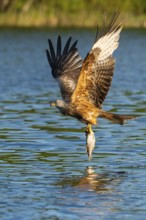 Red kite (Milvus milvus) in flight, Feldberger Seenlandschaft, Mecklenburg-Western Pomerania,