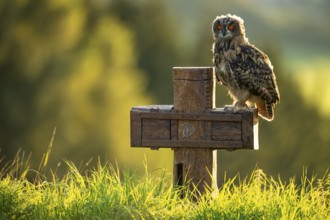 Eurasian Eagle-owl (bubo bubo) sitting on a cross, Gerolstein, Rhineland-Palatinate, Germany