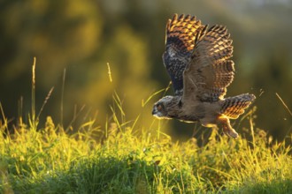 Eurasian Eagle-owl (bubo bubo) flying, Gerolstein, Rhineland-Palatinate, Germany
