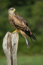 Red kite (Milvus milvus) sitting on a willow pole, Gerolstein, Rhineland-Palatinate, Germany