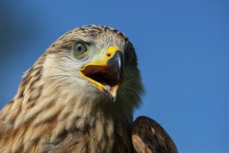 Red kite (Milvus milvus) sitting on a willow pole, portrait, Gerolstein, Rhineland-Palatinate,