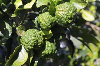 Kaffir lime (Citrus hystrix) or Mauritius-Papeda or Combava, San-Nicolao, Département Haute-Corse,