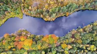 Autumn forest at the Ahlhorn fish ponds, Hoheging, Emstek, Lower Saxony, Germany