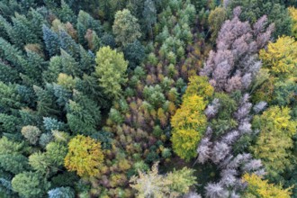 Aerial view of a beautifully coloured forest, nature reserve, Herrenholz, Goldensted, Lower Saxony,