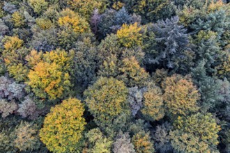 Aerial view of a beautifully coloured forest, nature reserve, Herrenholz, Goldenstedt, Lower
