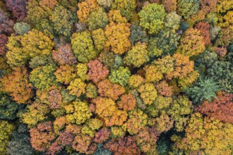 Aerial view of an autumn-colored forest, Hunte in the autumnal Barneführer Holz, Sandkrug, Hatten,