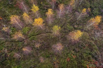 Aerial view of Huntebruch in autumn, Diepholz, Lower Saxony, Germany