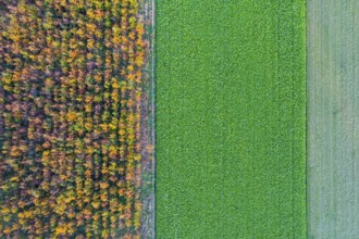 Aerial view of an agricultural landscape with forest, Hoheging, Emstek, Lower Saxony, Germany
