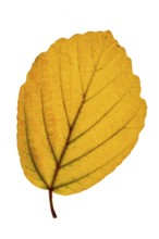 Structure of an autumn-colored leaf, leaves, exposed, tree, Vechta, Lower Saxony, Germany