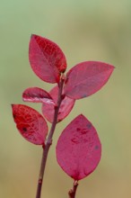 Red leaf of a blueberry, blueberry (Vaccinium myrtillus), Goldenstedt, Lower Saxony, Germany