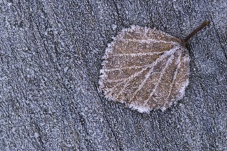 Leaf in hoarfrost, Goldenstedt, Lower Saxony, Germany