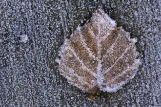Birch leaf in hoarfrost, Goldenstedt, Lower Saxony, Germany