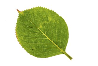 Structure of an autumn-colored leaf, cut off, leaves, tree, Vechta, Lower Saxony, Germany
