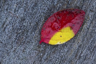 Red leaf of a blueberry, blueberry (Vaccinium myrtillus), Goldenstedt, Lower Saxony, Germany