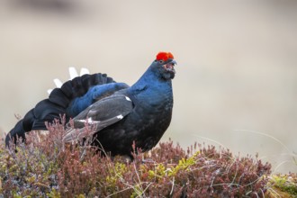 Black grouse (Lyrurus tetrix), black grouse courtship in Sweden, Fågelsjö, Gävleborgs län, Sweden