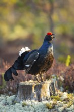 Black grouse (Lyrurus tetrix), black grouse courtship in Sweden, Fågelsjö, Gävleborgs län, Sweden