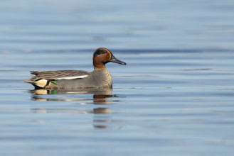 Teal (Anas crecca) on a lake, Fågelsjö, Gävleborgs län, Sweden