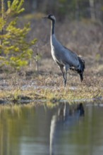 Crane (grus grus) on breeding territory, Fågelsjö, Gävleborgs län, Sweden