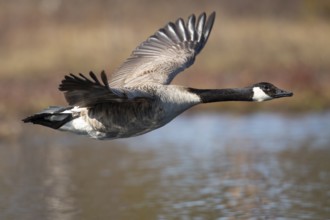 Canada goose (Branta canadensis) at a lake, Fågelsjö, Gävleborgs län, Sweden