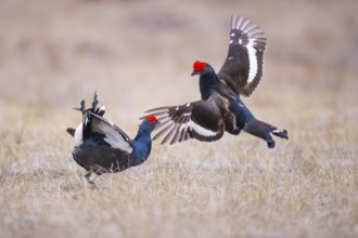 Black grouse (Lyrurus tetrix), black grouse courtship in Sweden, Fågelsjö, Gävleborgs län, Sweden