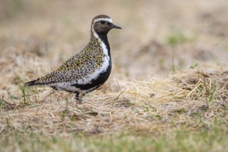 Golden plover (Pluvialis apricaria), Fågelsjö, Gävleborgs län, Sweden