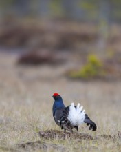 Black grouse (Lyrurus tetrix), black grouse courtship in Sweden, Fågelsjö, Gävleborgs län, Sweden