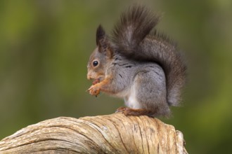 Squirrel (Sciurus vulgaris) on a tree trunk with food, Fågelsjö, Gävleborgs län, Sweden