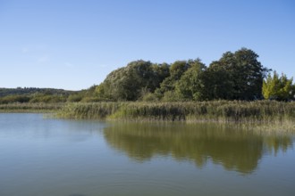 Deciduous trees and reeds at Schmachter See, reflection, landscape with blue sky, Binz, seaside