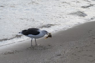 Seagull on a beach with a fish in its beak, Baltic Sea, Rügen Island, Mecklenburg-Western